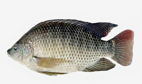 Tilapia 500/800 g